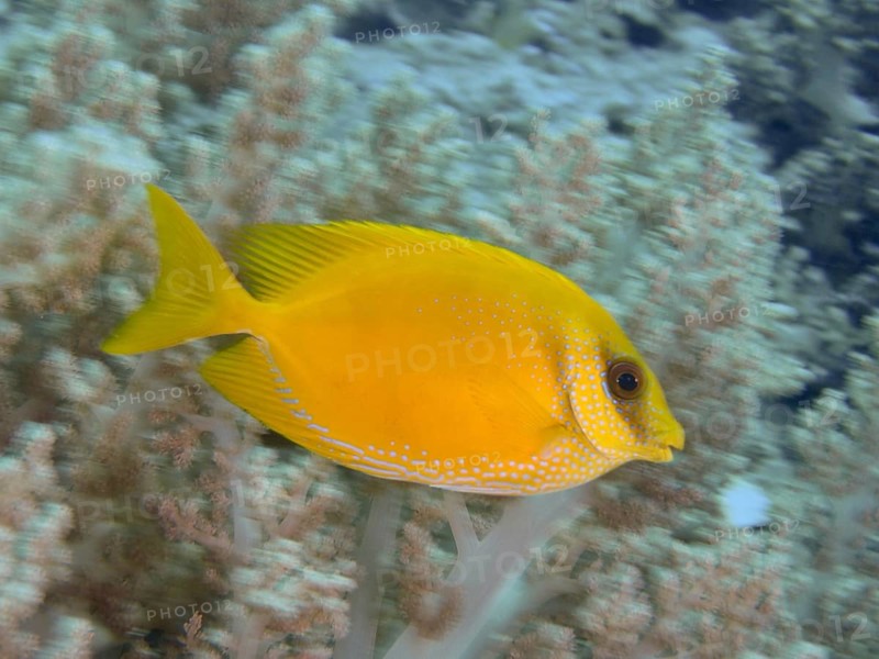 A bright yellow Indian coral rabbitfish (Siganus corallinus) swims near pale corals. Close Encounters dive site, Permuteran, Bali, Indonesia