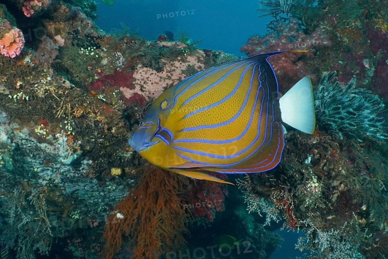 A colorful ring angelfish (Pomacanthus annularis) swims among lively corals in the sea. USAT Liberty Dive Site, Tulamben, Bali, Indonesia