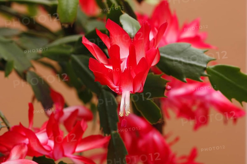 Christmas cactus (Schlumbergera truncata), flowers, in studio, North Rhine-Westphalia, Germany