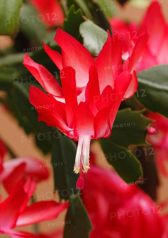 Christmas cactus (Schlumbergera truncata), flowers, in studio, North Rhine-Westphalia, Germany