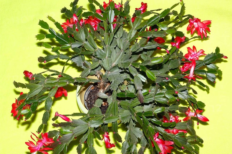 Christmas cactus (Schlumbergera truncata), with many flowers, from above, green background, North Rhine-Westphalia, Germany