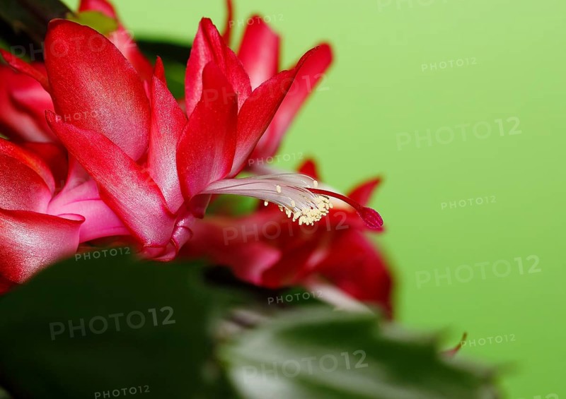 Christmas cactus (Schlumbergera truncata), flowers, in studio, North Rhine-Westphalia, Germany