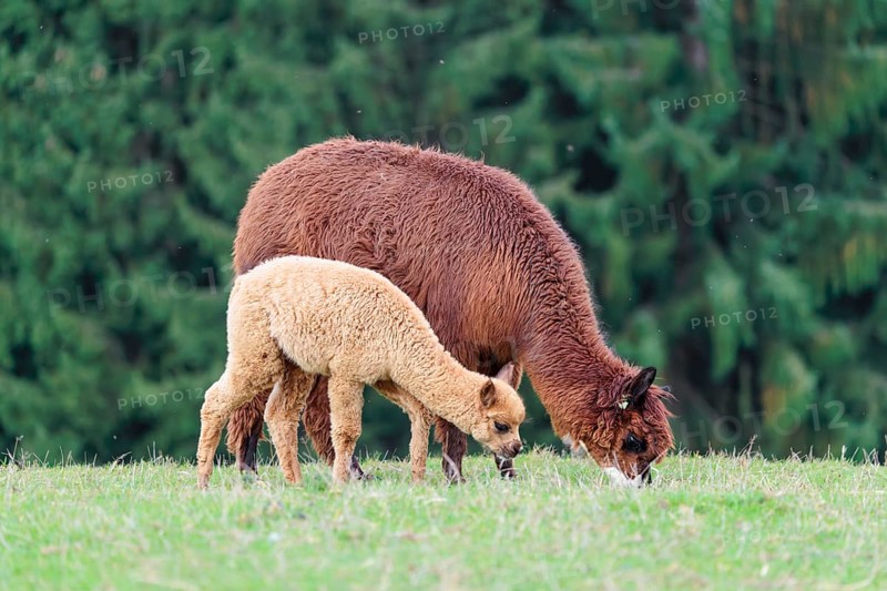 A young white alpaca (Vicugna pacos) grazes next to its brown mother on a green meadow on hilly terrain. Captive, Slovakia