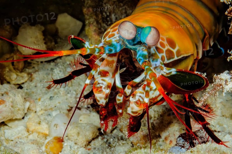 Underwater photo close-up of clown mantis crab (Odonthylactus scyllarus) looking directly at observer, Indian Ocean