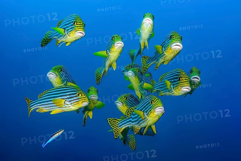 Close-up of group of small flocks 13 specimens of Oriental sweet lip (Plectorhinchus vittatus) Synonym (Gaterin orientalis) standing floating in blue sea open water swimming towards observer, Indian Ocean, Maldives