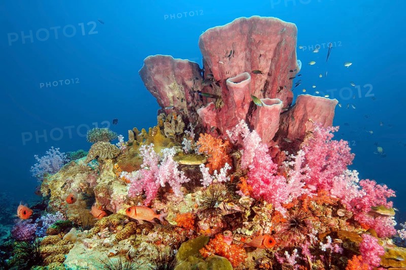 Colourful colorful coral block made of stony corals (Scleractinia) hard corals with coloured soft corals (Dendronephthya) in intact coral reef behind the top several species of large sponges (Porifera), Indian Ocean, Indo-Pacific, Thailand