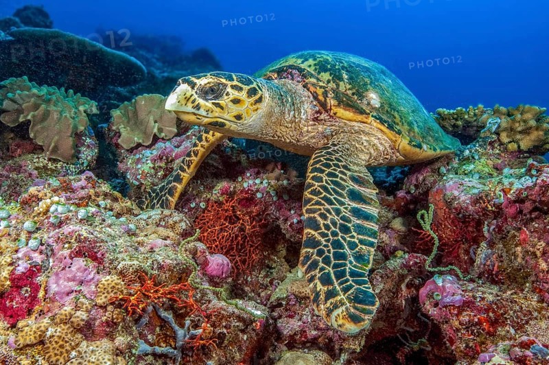 Hawksbill turtle (Eretmochelys imbricata) lies in colorful coral reef based on coral block, Red Sea, Egypt