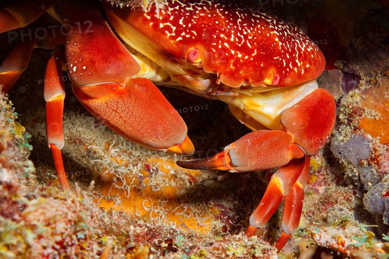 Coral stone crab (Carpillus corallinus) round crab, Caribbean, windward islands, islands above the wind, Bahamas, Barbados, Dominican Republic, Cuba, Martinique, Puerto Rico, Grenada, Carriacou, St. Lucia, Tobago, Virgin Islands