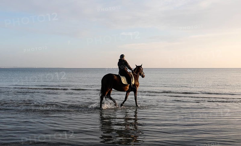 A rider rides her horse through the shallow water of the Baltic Sea at sunrise, Scharbeutz, 29.11.2025, Scharbeutz, Schleswig-Holstein, Germany
