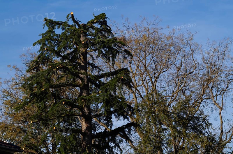 Tree, fir, heavily trimmed, cut back, Stuttgart, Baden-WÃ¼rttemberg, Germany