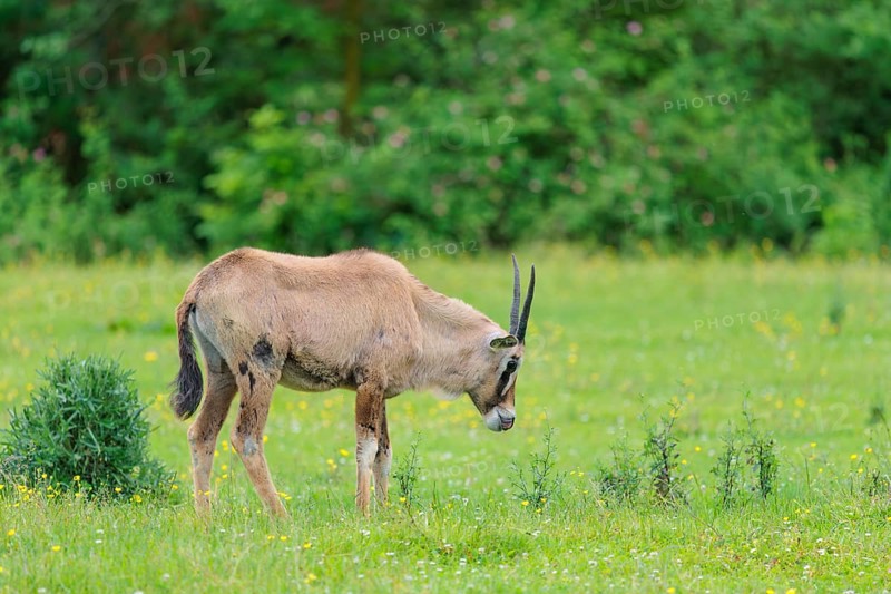 A roan antelope (Hippotragus equinus) grazes on a green meadow. South Africa