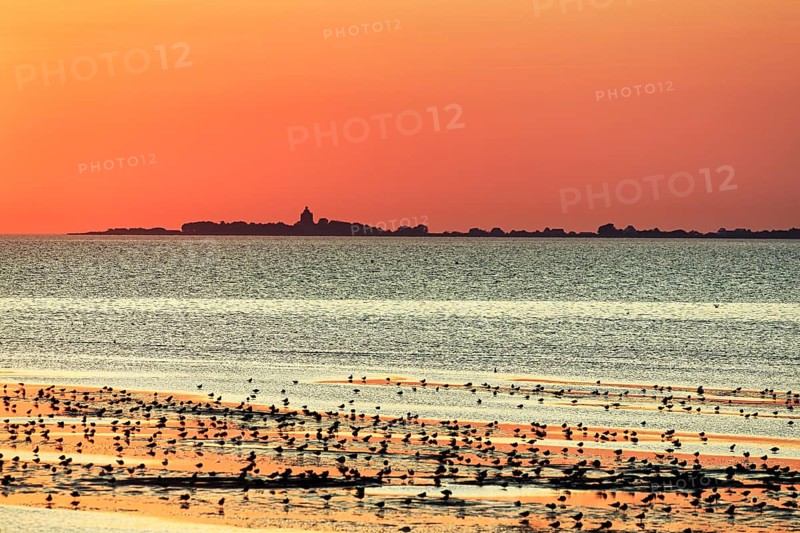 Orange sunset over the North Sea, Neuwerk island on the horizon, flock of birds, silhouette, coastline, Duhnen, Cuxhaven, Lower Saxony, Germany