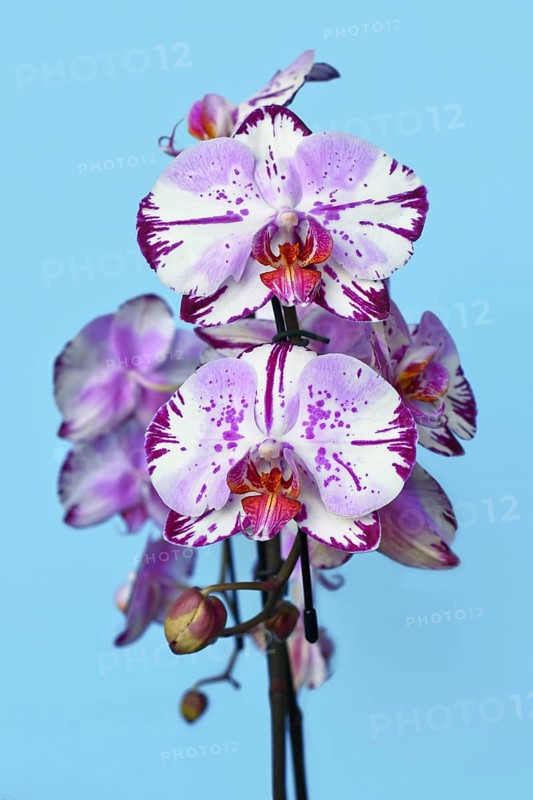 Close up of two colored purple and white flower of 'Phalaenopsis Magic Art' orchid on blue background