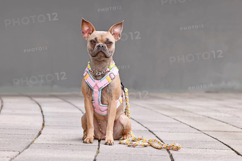 Cute French Bulldog wearing a y-shaped dog harness, leash and necklace in front of gray wall