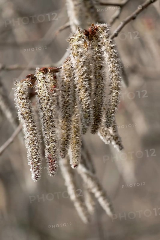 Male kittens, aspen, black poplar (Populus tremula), Rhineland-Palatinate, Germany
