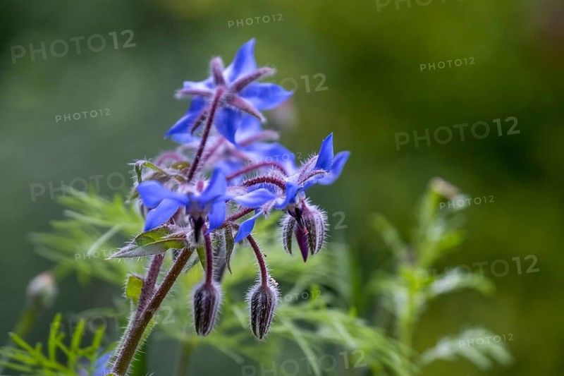 Borage (Borago officinalis), North Rhine-Westphalia, Germany