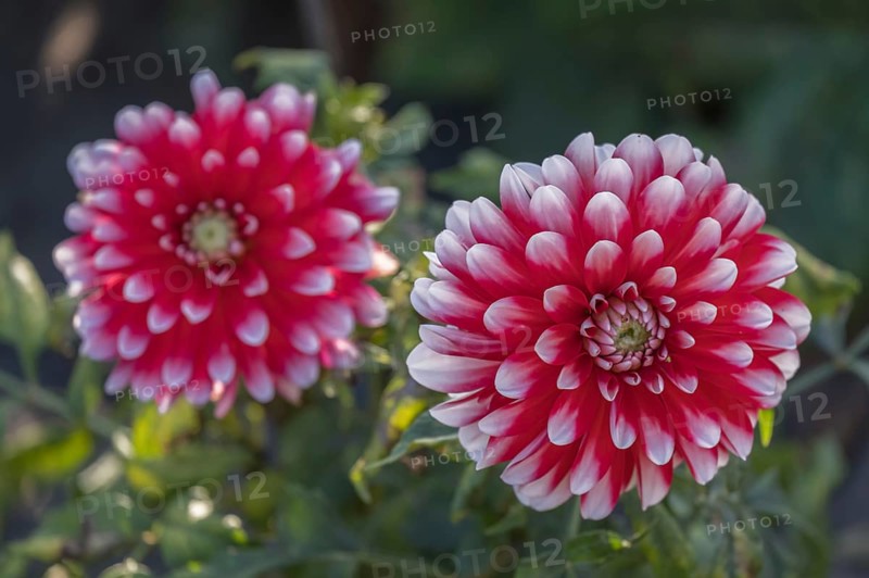 Dahlia (Dahlia), North Rhine-Westphalia, Germany