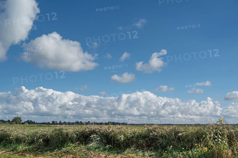 Reed, thatch (Phragmites australis) in the lagoon landscape, cloudy sky, Ahrenshoop, DarÃŸ, Mecklenburg-Western Pomerania, Germany