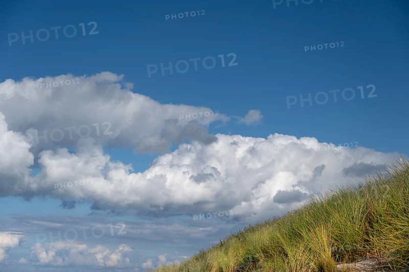 Beach oats (Ammophila) and clouds in the blue sky, Baltic Sea, DarÃŸ, Mecklenburg-Western Pomerania, Germany