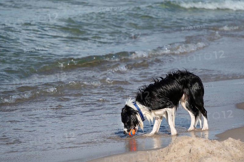 Dog, border collie fetches a ball from the Baltic Sea, Ahrtenshoop, DarÃŸ, Mecklenburg-Western Pomerania, Germany