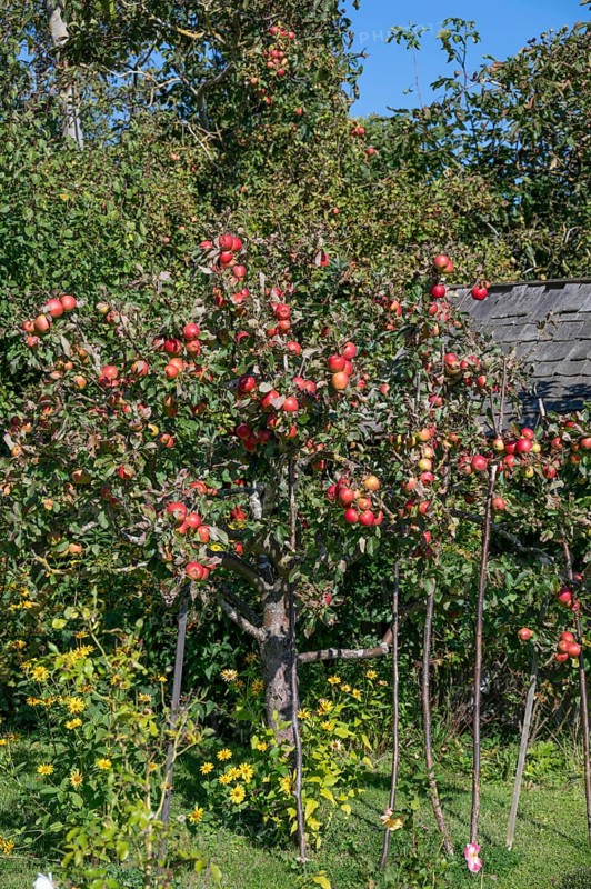 Apple tree (Malus) with ripe fruits, DarÃŸ, Mecklenburg-Western Pomerania, Germany