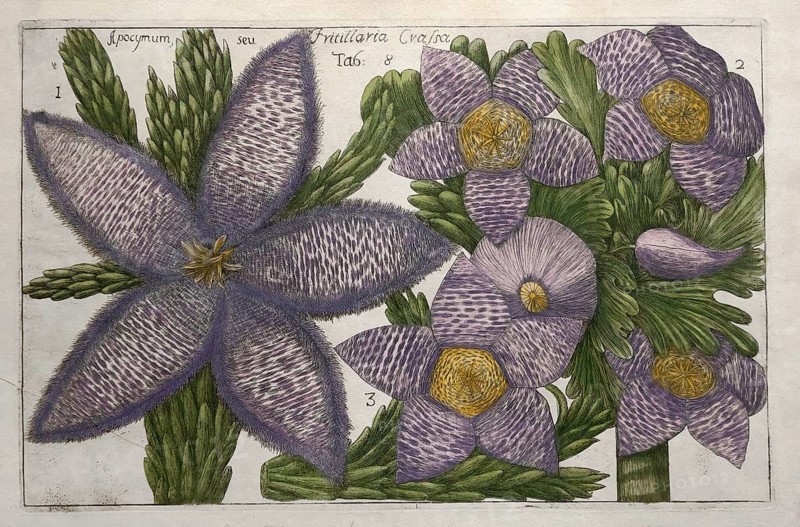 Apocymum seu, Fritillaria Cralsa, tab. 8, hand-coloured copper engraving after Mario Cammerari by Professor Filippo Arena from La Natura, Fiori fisicamente esposta, nature and culture of flowers, 1767, Palermo, Italy