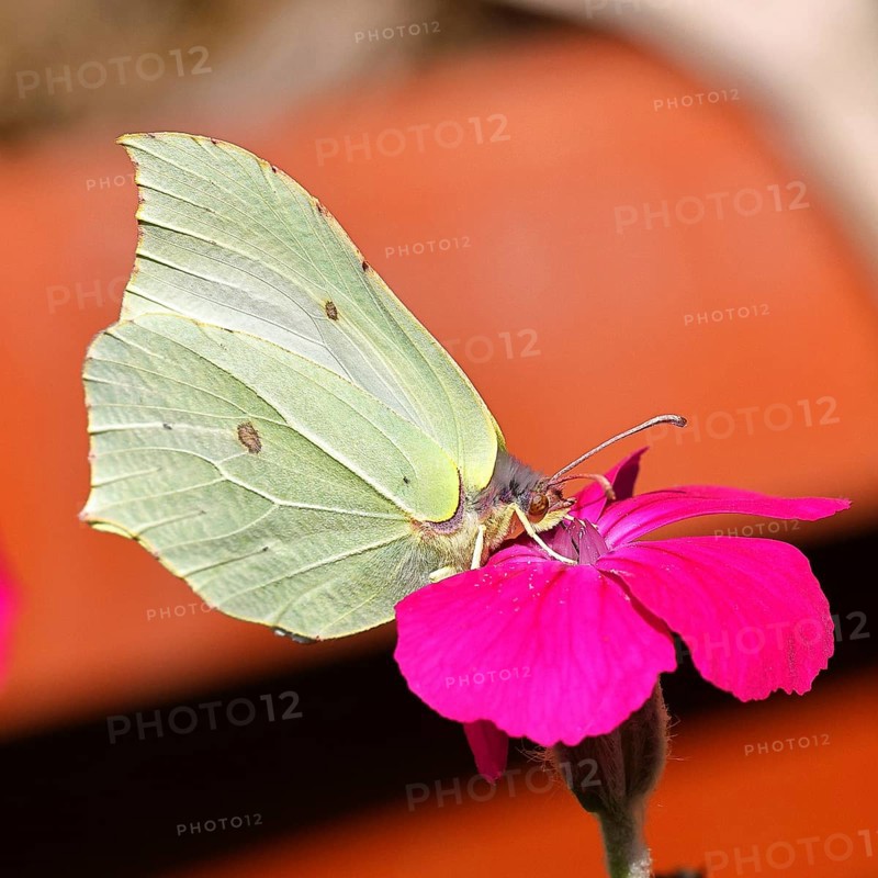 Lemon moth (Gonepteryx rhamny) on crown light clove or vexier clove (Lychnis coronaria), in a natural garden, Wilnsdorf, North Rhine-Westphalia, Germany