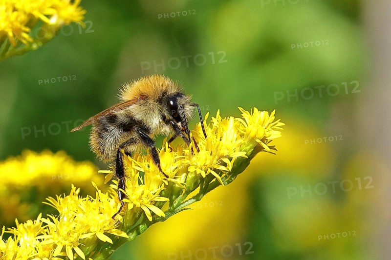 Field bumblebee (Bombus pascuorum) collecting nectar on the flower of a Canadian goldenrod (Solidago canadensis), close-up, Wilnsdorf, North Rhine-Westphalia, Germany