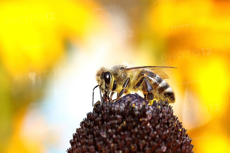 European honey bee (Apis mellifera), collects nectar from a flower of yellow coneflower (Echinacea paradoxa), contaminated with pollen on the body, macro intake, Wilnsdorf, North Rhine-Westphalia, Germany