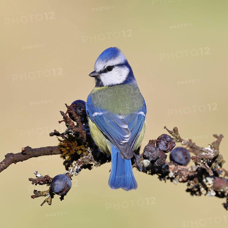 Blue tit (Parus caeruleus), sitting on a branch in a blackthorn bush, (Prunus spinosa), sloes, with ripe fruit, autumn, wildlife, animals, tit family, songbird, birds, Wilnsdorf, North Rhine-Westphalia, Germany