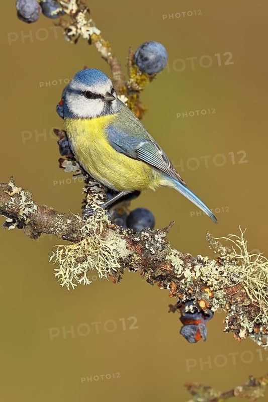 Blue tit (Parus caeruleus), sitting on a branch in a blackthorn bush, (Prunus spinosa), sloes, with ripe fruit, autumn, wildlife, animals, tit family, songbird, birds, Wilnsdorf, North Rhine-Westphalia, Germany