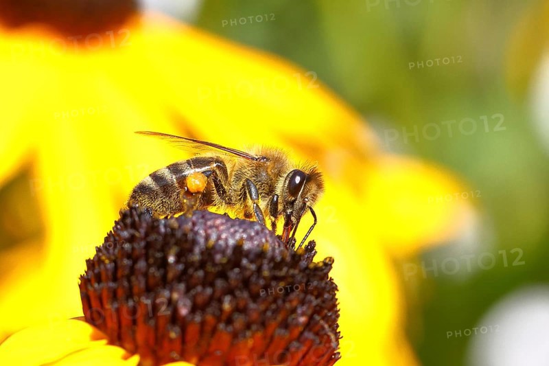 European honey bee (Apis mellifera), collects nectar from a flower of yellow coneflower (Echinacea paradoxa), with pollen panties and covered with pollen on the body, macro intake, Wilnsdorf, North Rhine-Westphalia, Germany