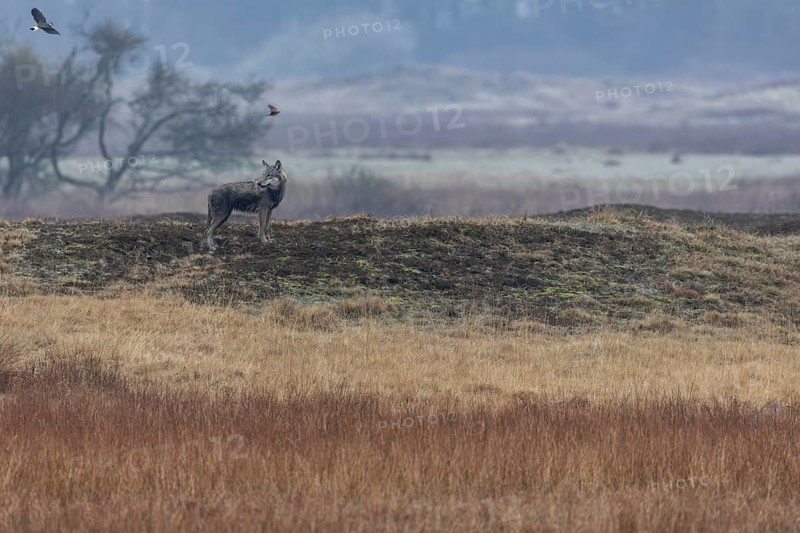 A wolf (Canis lupus) stands on a hill watching deer, watching, hunting, Denmark