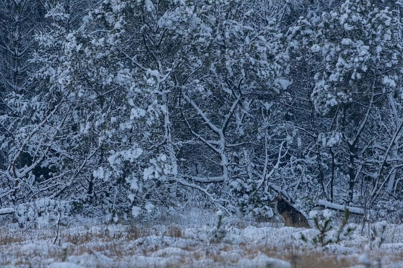 A thick winter coat protects the 8-month-old wolf puppy (Canis lupus) from snow and cold, snowfall, Denmark