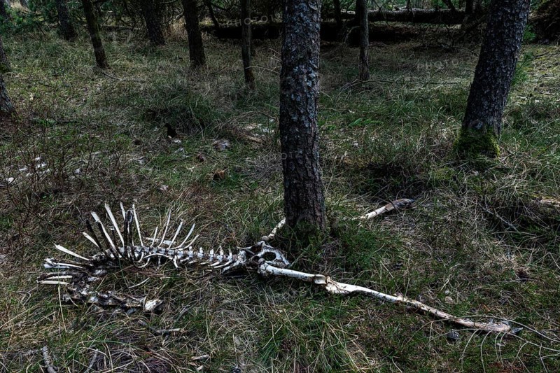 The remains of the red deer (Cervus elaphus) captured by wolves (Canis lupus), prey, skeleton, bones, Denmark