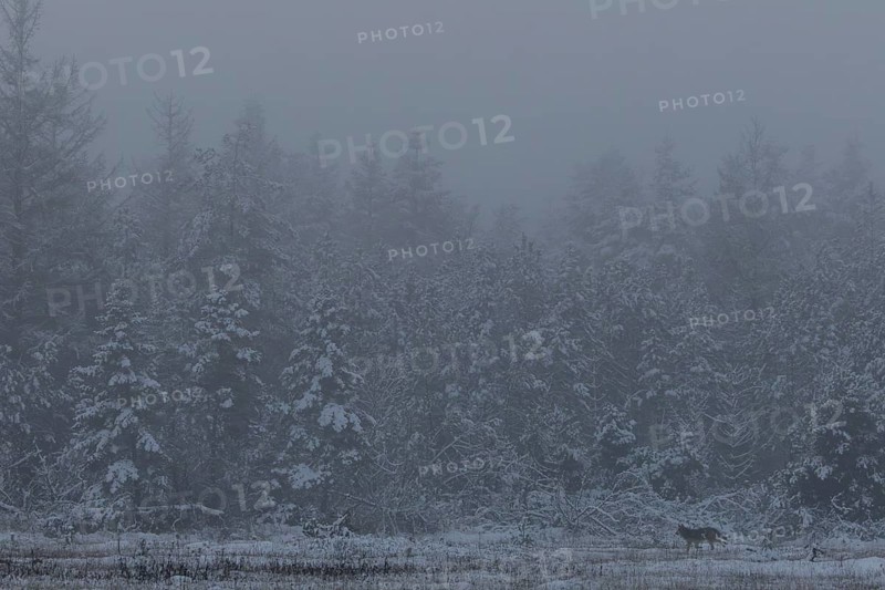 The cold evening fog gives the scene something mystical and a wolf puppy (Canis lupus) wanders parallel to the edge of the forest across a forest meadow, snow, winter, cold, fog landscape, Denmark