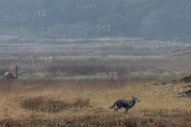 The wolf (Canis lupus) decides on a hunting attempt, but it ends unsuccessfully, hunting, Denmark