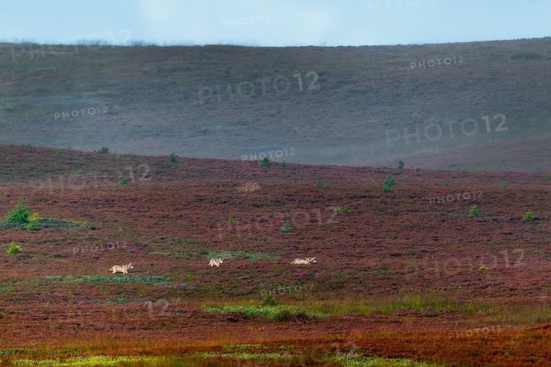 The photo shows typical behavior of wolf puppies (Canis lupus), the animal in the middle is visibly distracted by something in the heather, unfortunately the reason for the interest is not apparent, heath, Denmark