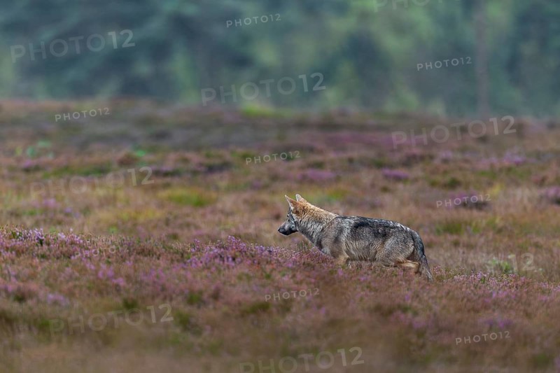 A four-month-old wolf puppy (Canis lupus) hunting for mice between blooming broom heath, heath, Denmark