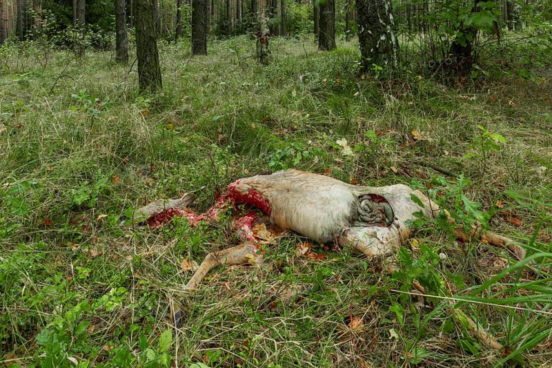 A female deer (Capreolus capreolus) torn by a wolf (Canis lupus), which was captured on the day of discovery, at the original location, prey animal, wolf rift, Germany