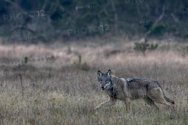 The direct view from the wolf (Canis lupus) is unique and remains an unforgettable experience for nature lovers, eye contact, Denmark