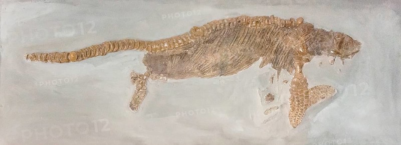 Ichthyosaur fossil, ichthyosaur, dinosaur, dinosaur, dinosaur, dinosaur, petrification, reptile, with visible scales, rock, remains of fossil marine animal, excavation, paleontology, natural science, research, evolution, fossil, fossils, geology, sea, nature, ocean, prehistoric, sediment, skeleton, stone, ancient, original, prehistoric period, petrification, prehistory, water, lias, clay slate, Schandelah site, WolfenbÃ¼ttel district, Lower Saxony, Germany