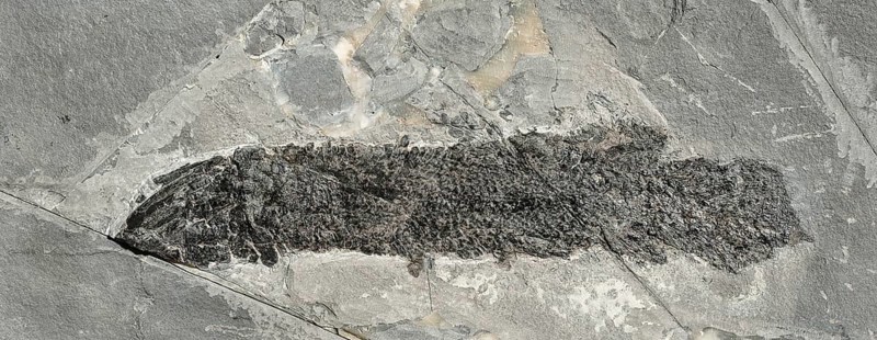 Coelacanth (Gyroptychius sp.), rock, remains of fossil fish with visible scales, excavation, paleontology, evolution, fossil, fossils, geology, natural science, research, sea, nature, ocean, prehistoric, sediment, skeleton, stone, ancient, original, prehistoric, petrification, petrification, prehistoric time, water, Devon, site of discovery in Quarry Loo, Scotland, Great Britain