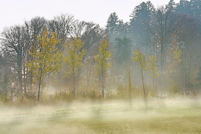 Autumnal birch trees (Betula pendula), in fog, Beinwil-Freiamt, Canton, Aargau, Switzerland