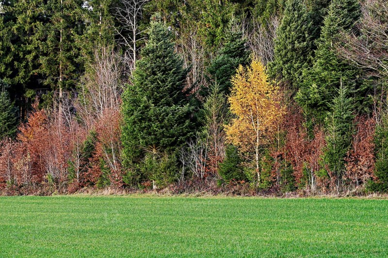 Autumn-colored forest, Beinwil-Freiamt, Canton, Aargau, Switzerland