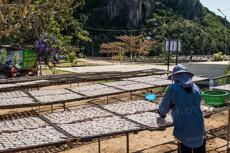 Fishermen with dried squids, Klong Wan, Prachuap Khiri Khan, Prachuap Khiri Khan Province, Central Thailand, Thailand