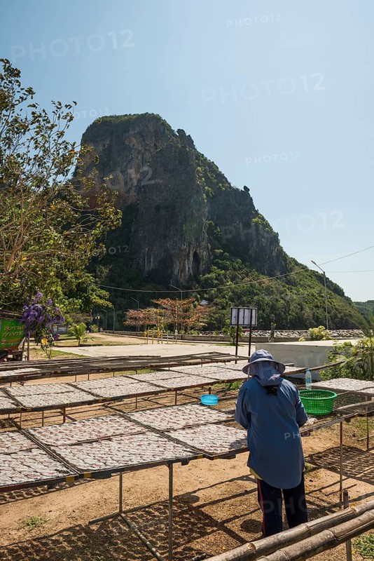 Fishermen with dried squids, Klong Wan, Prachuap Khiri Khan, Prachuap Khiri Khan Province, Central Thailand, Thailand