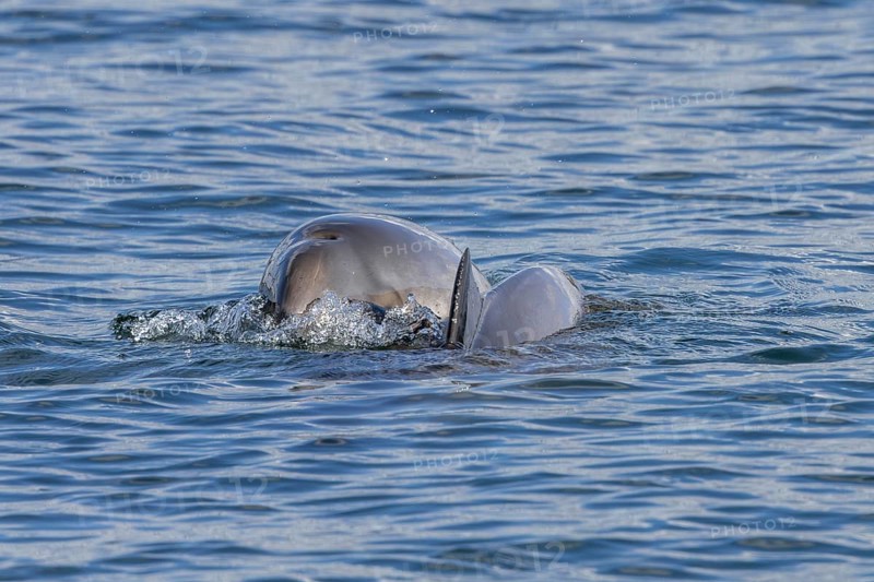 A common porpoise (Phocoena phocoena) with baby in the Baltic Sea, baby whale, Denmark