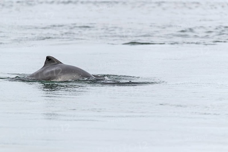 Common porpoise (Phocoena phocoena) hunting for herrings in the Baltic Sea, dorsal fin, Denmark