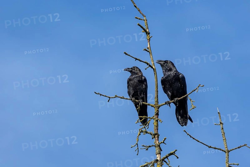 Ravens (Corvus corax) are very callous and talkative birds, couple, treetop, Denmark